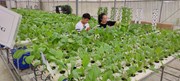 Mô hình nghiên cứu và sản xuất rau an toàn Khoa Nông học - Trường Đại học Nông lâm Thái Nguyên
