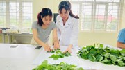 TẬP ĐOÀN PAN ĐỒNG HÀNH CÙNG SINH VIÊN KHOA CÔNG NGHỆ NÔNG NGHIỆP TRONG NGHIÊN CỨU KHOA HỌC